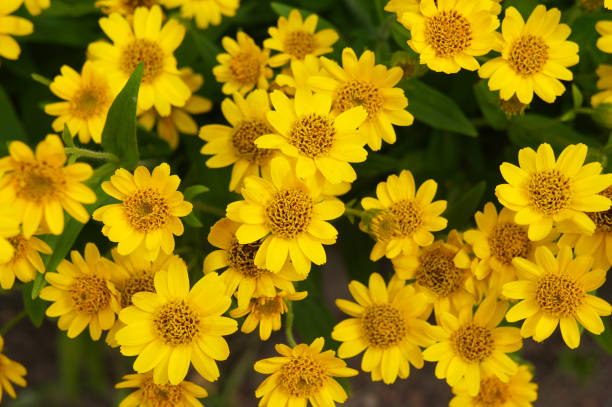 ARNICA MONTANA